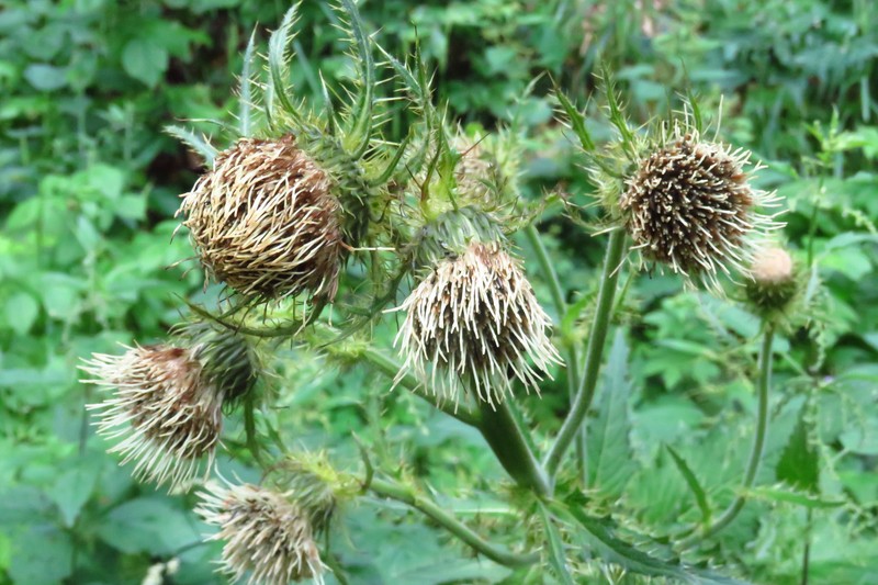 Cirsium carniolicum subsp. rufescens