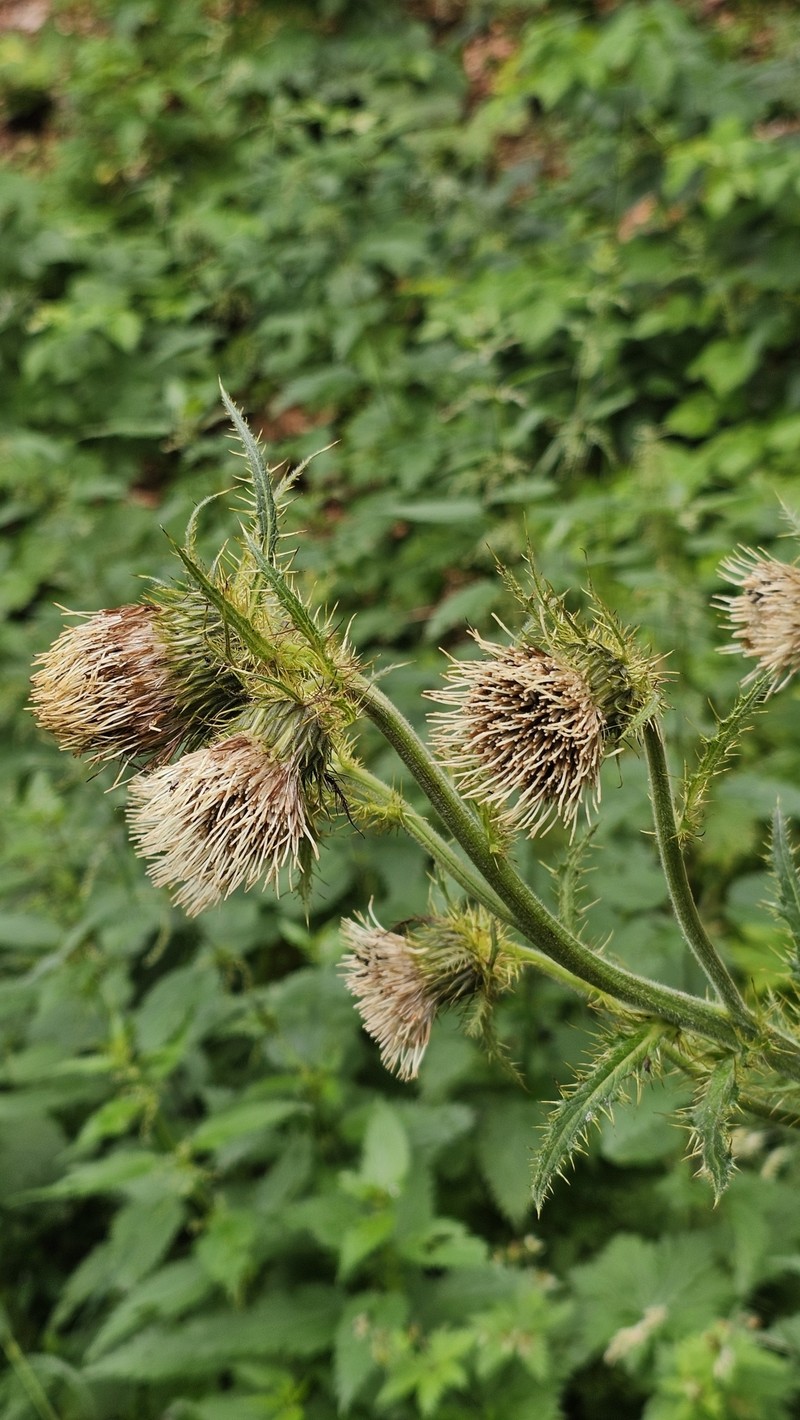 Cirsium carniolicum subsp. rufescens photo 2