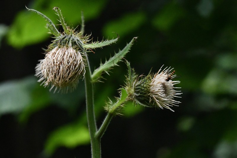 Cirsium carniolicum subsp. rufescens photo 3
