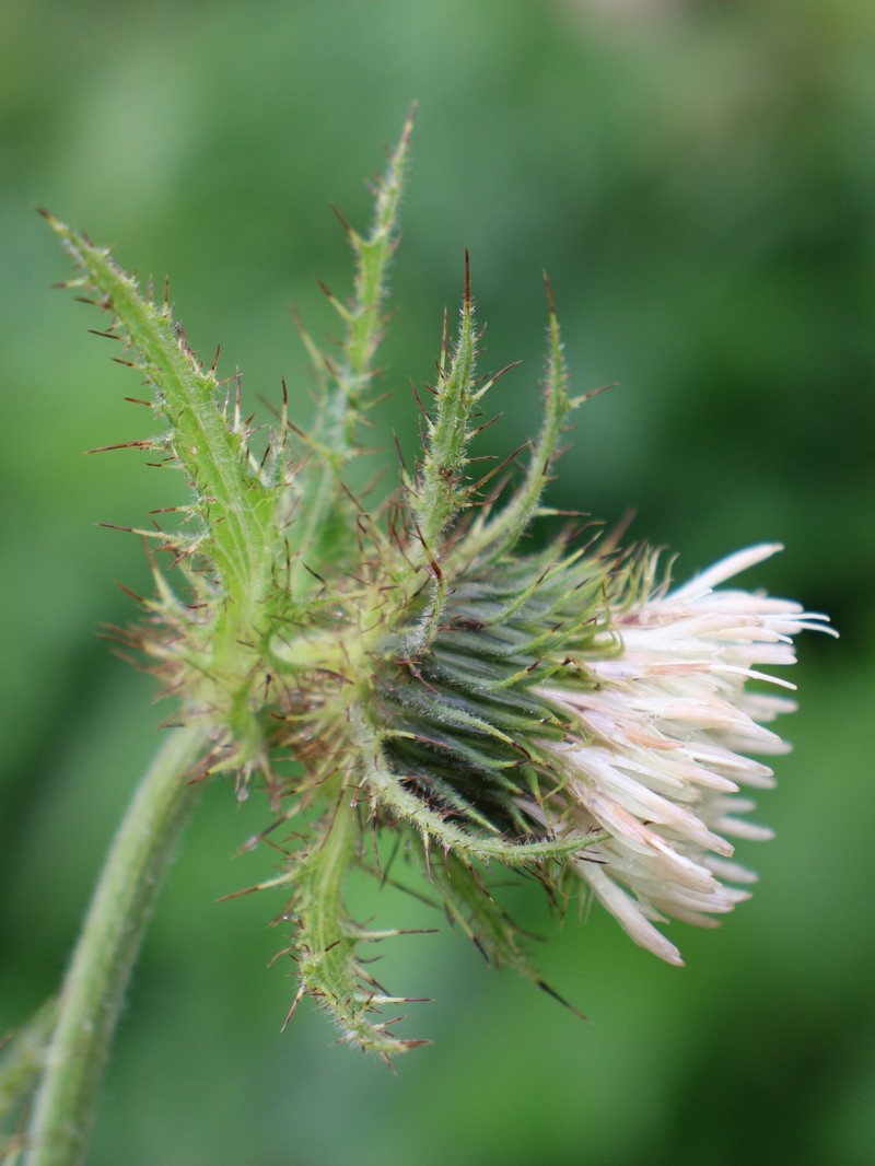 Cirsium carniolicum subsp. rufescens photo 4