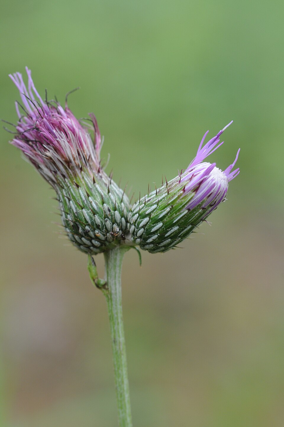 Soft Thistle