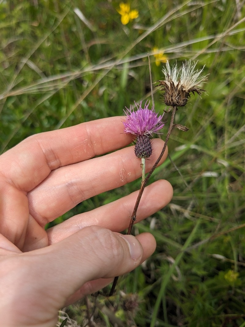 Soft Thistle