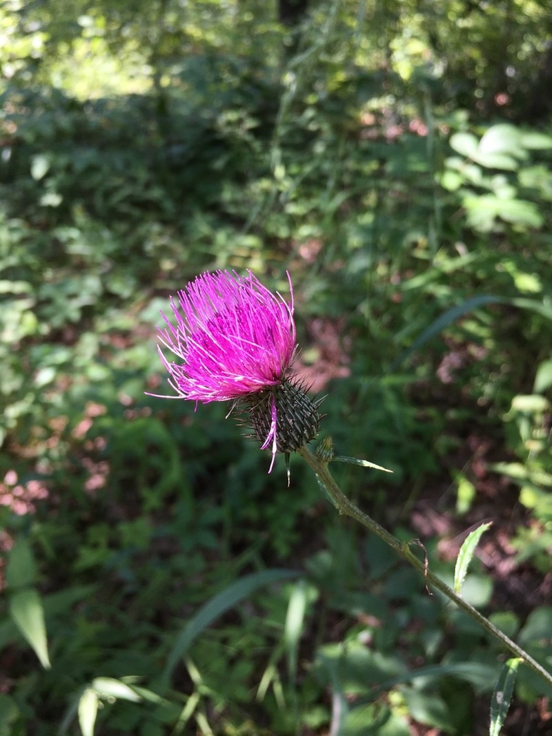 Soft Thistle photo 2