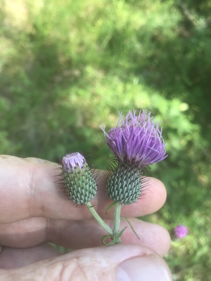 Soft Thistle photo 3