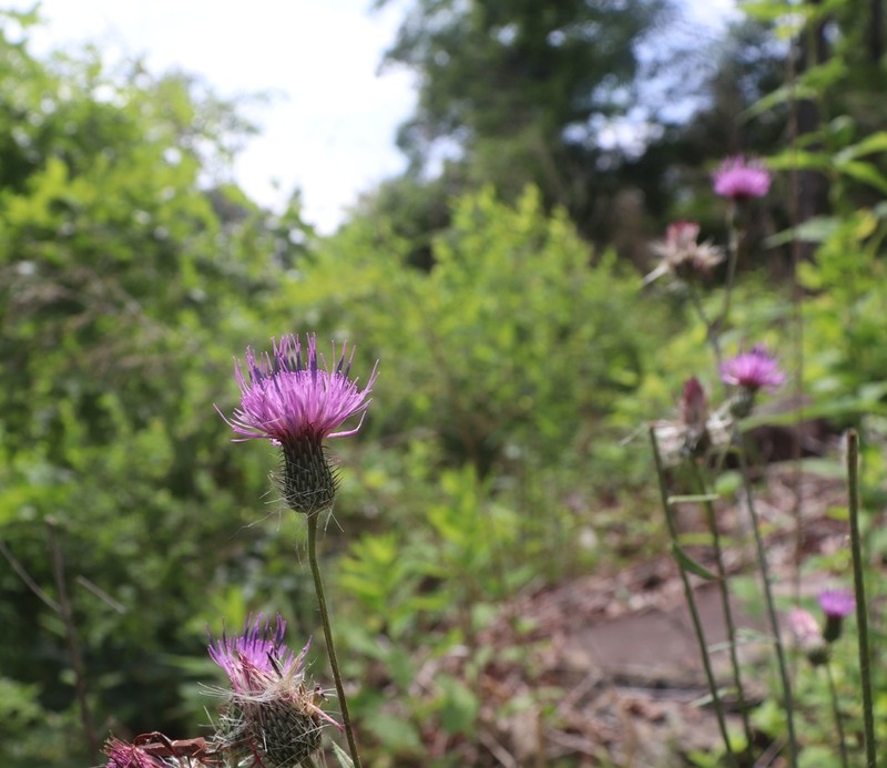 Soft Thistle photo 4