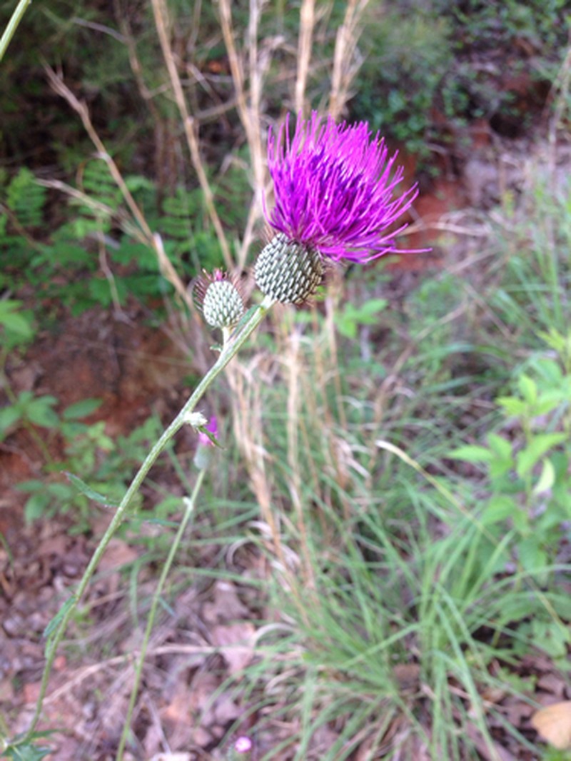 Soft Thistle photo 5