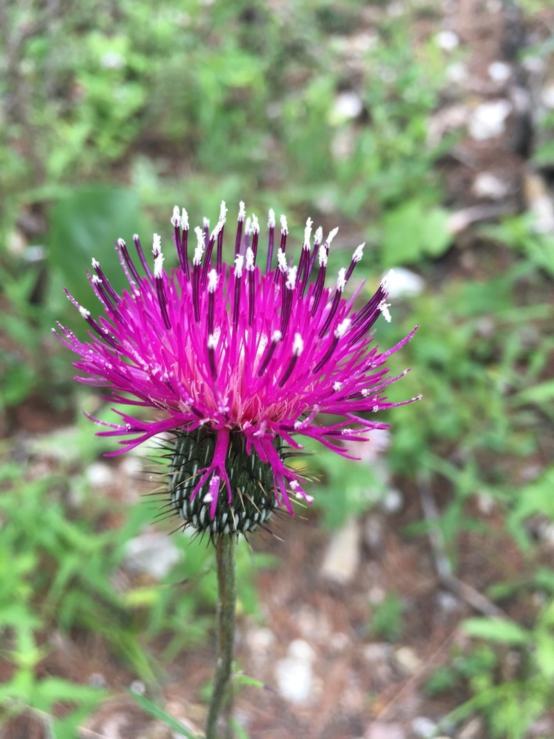 Soft Thistle photo 6