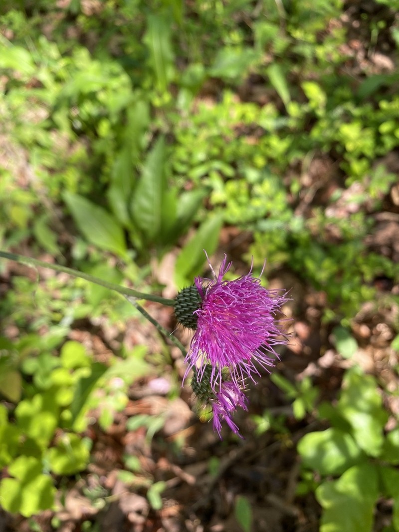 Soft Thistle photo 7