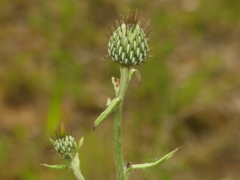 Soft Thistle photo 8