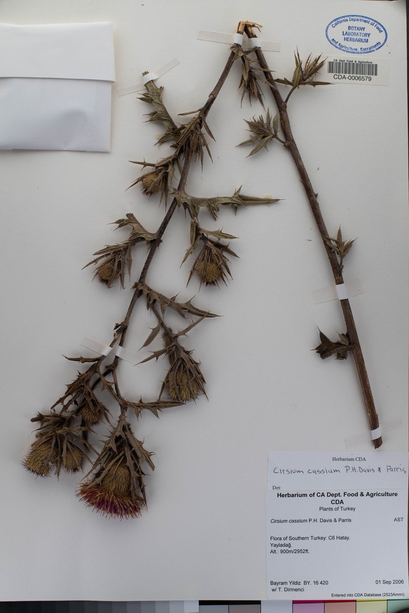 Cirsium cassium