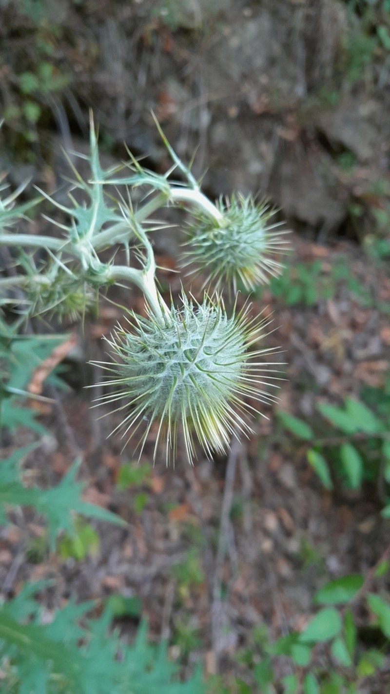 Cirsium caucasicum photo 2