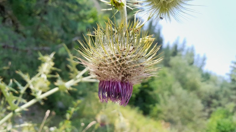 Cirsium caucasicum photo 3