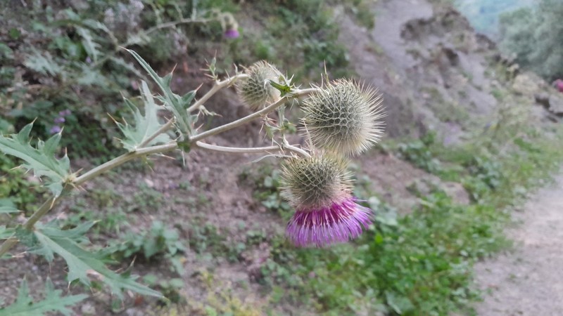Cirsium caucasicum photo 4
