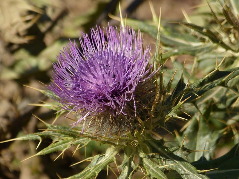 Cirsium caucasicum photo 5