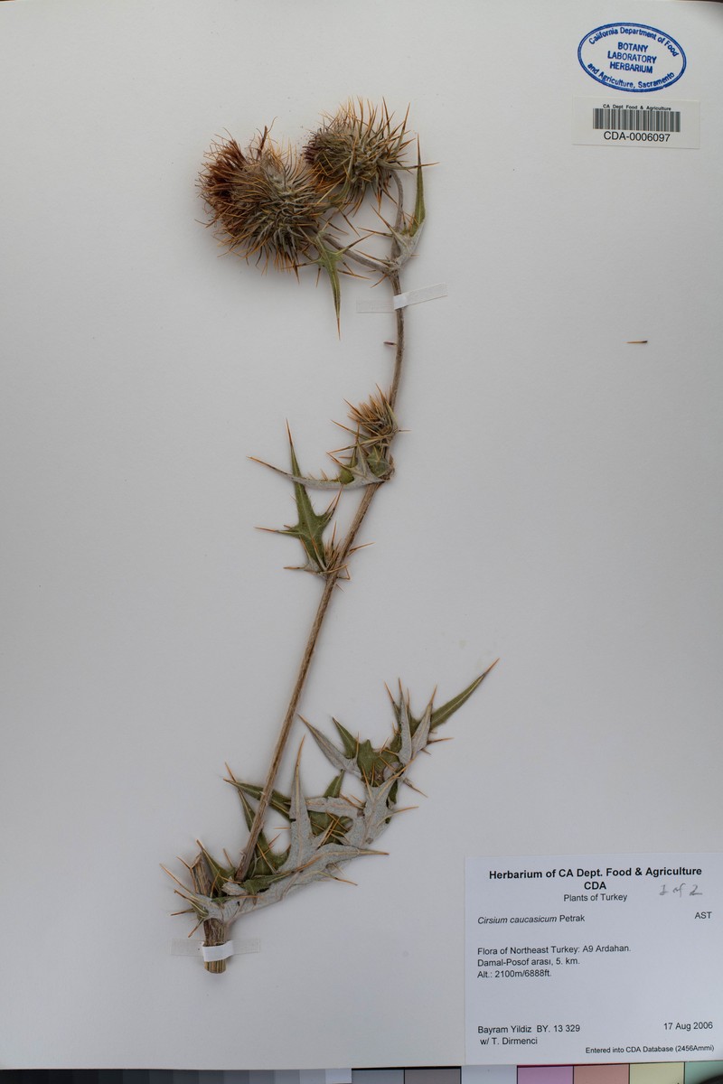 Cirsium caucasicum photo 6