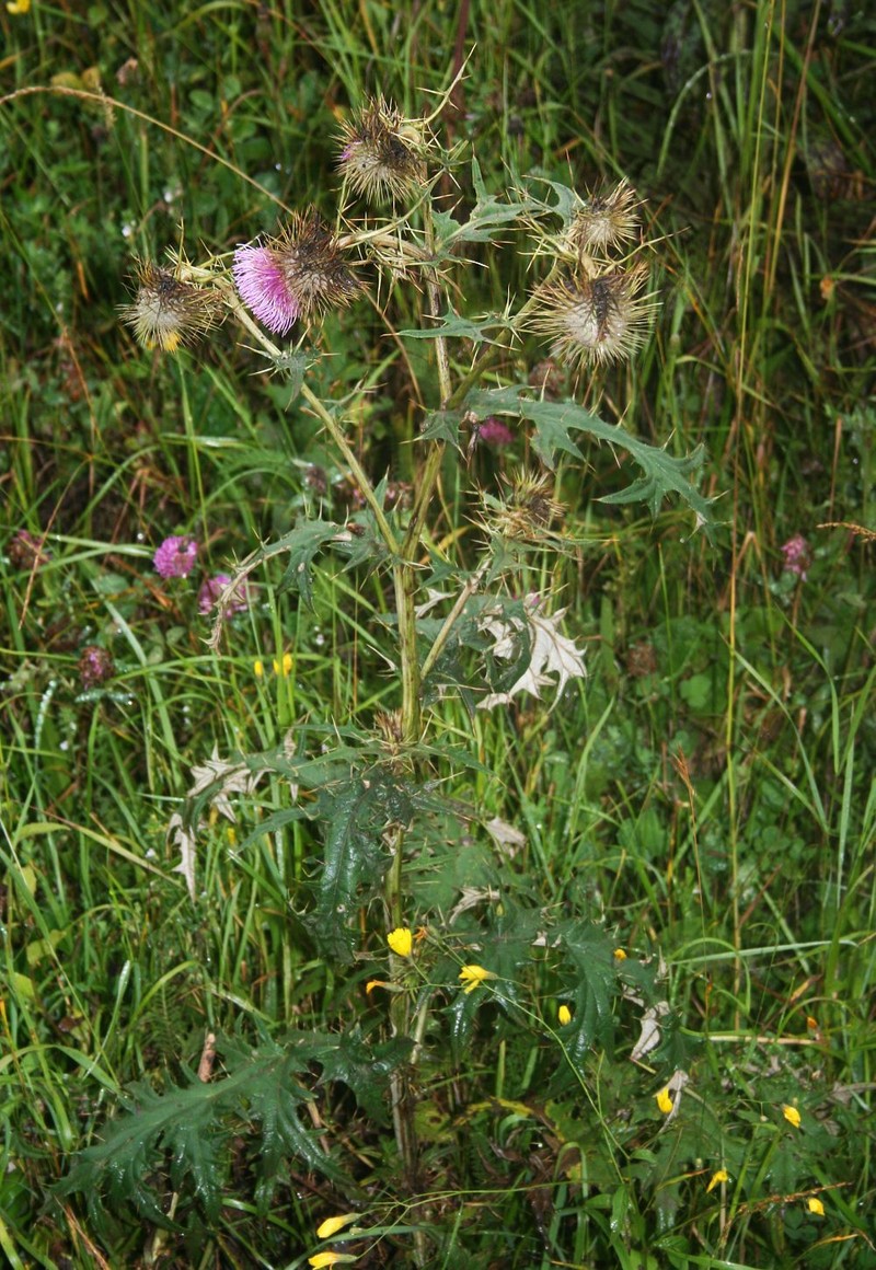 Cirsium caucasicum