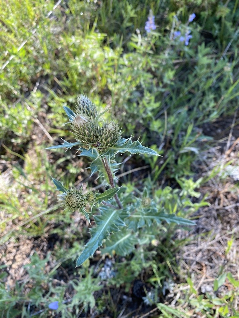 Fringed Thistle photo 2