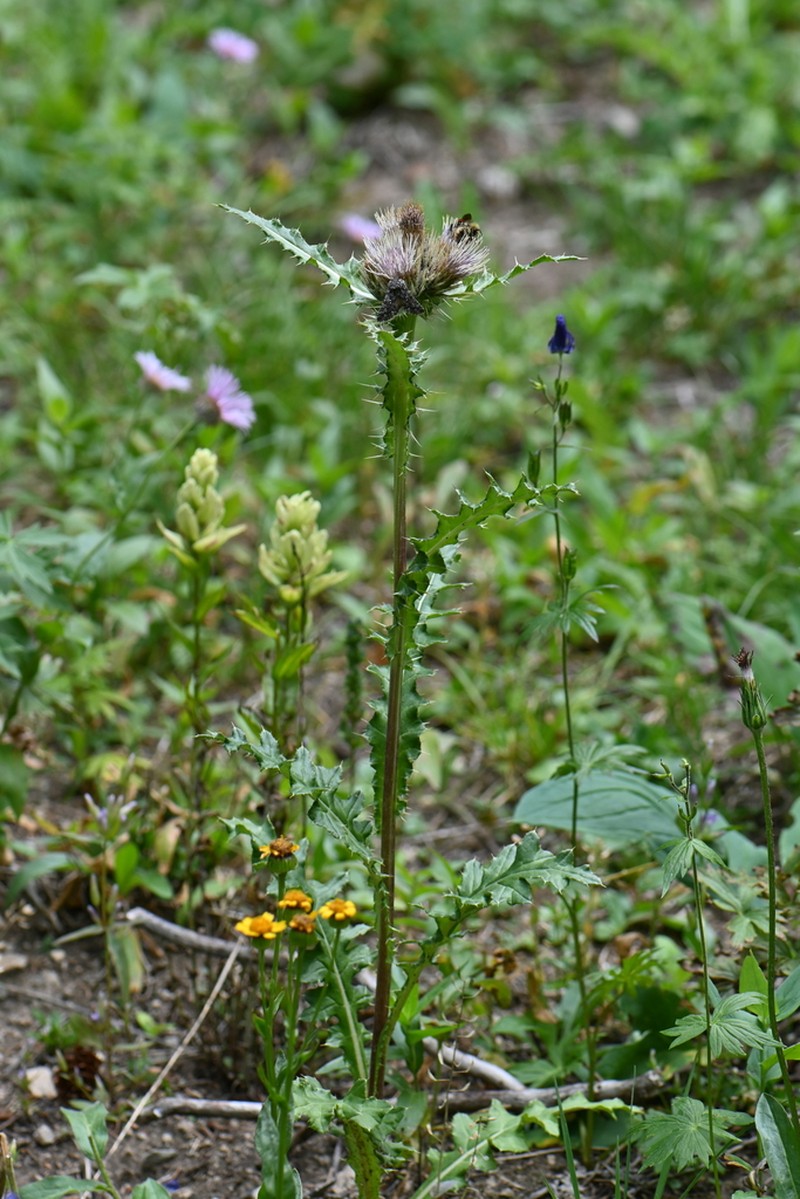 Fringed Thistle photo 6