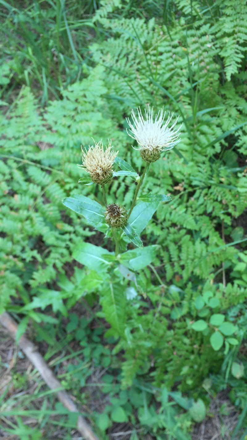 Fringed Thistle photo 7