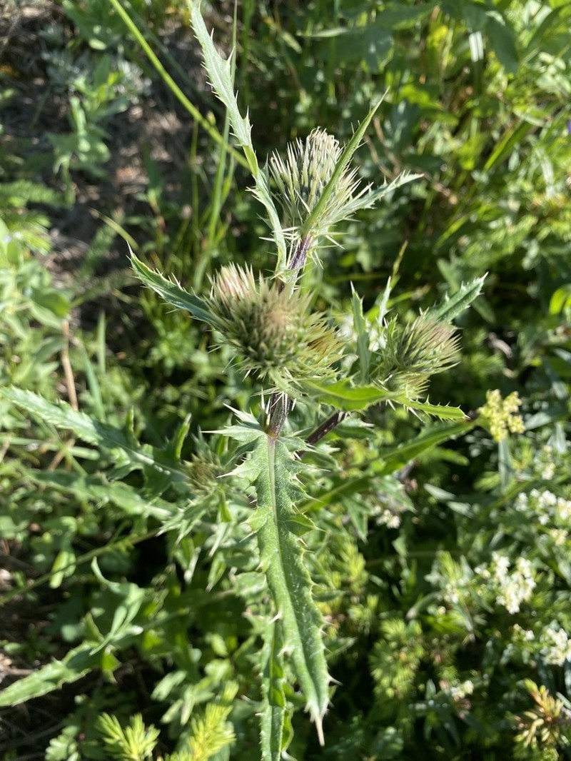 Porcupine Thistle