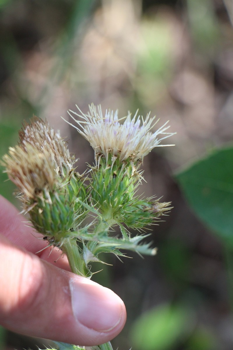 Porcupine Thistle photo 3