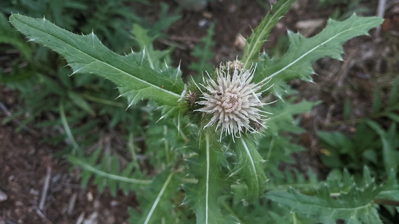Porcupine Thistle photo 4