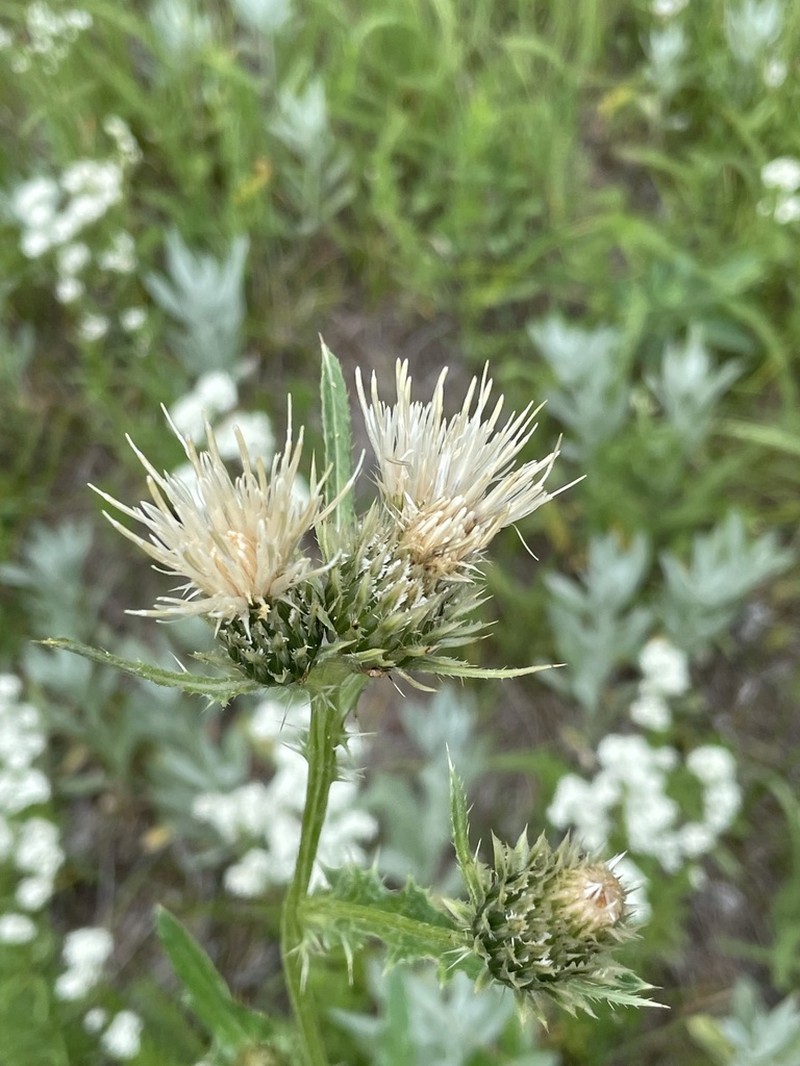 Porcupine Thistle photo 5