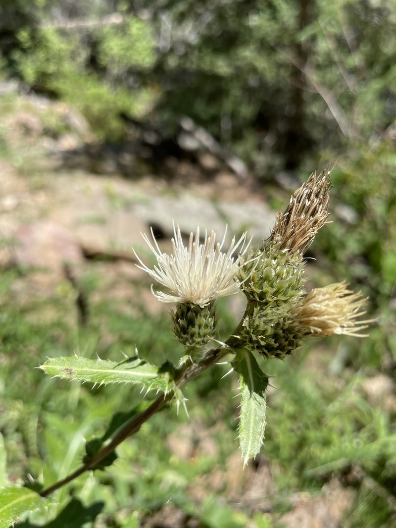 Porcupine Thistle photo 8