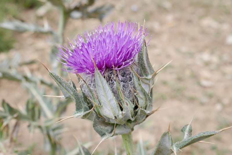 Cirsium cephalotes