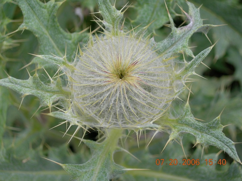 Cirsium cephalotes photo 2