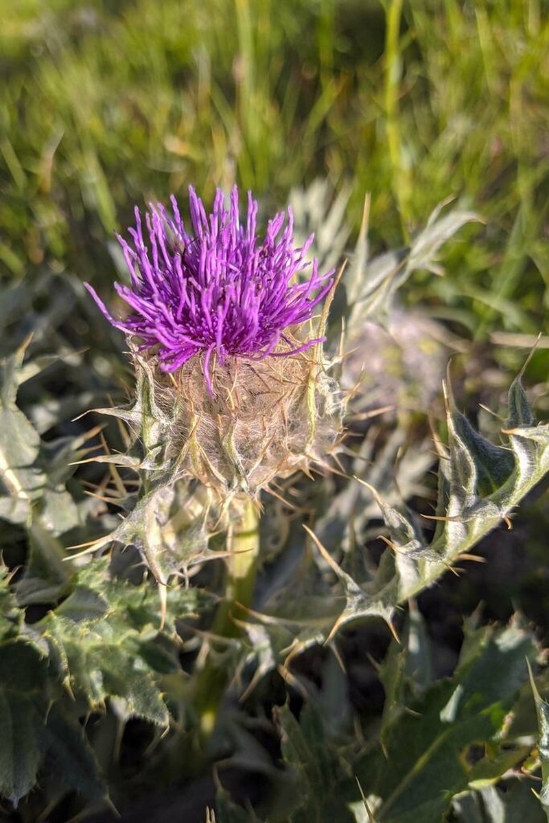 Cirsium cephalotes photo 3