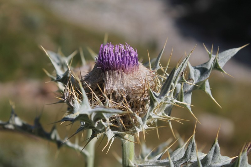 Cirsium cephalotes photo 4