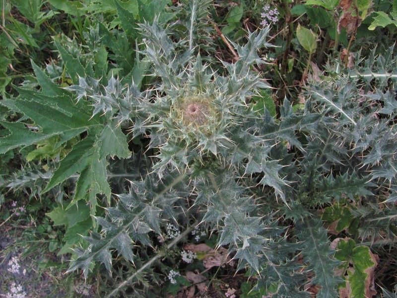 Cirsium cephalotes photo 5