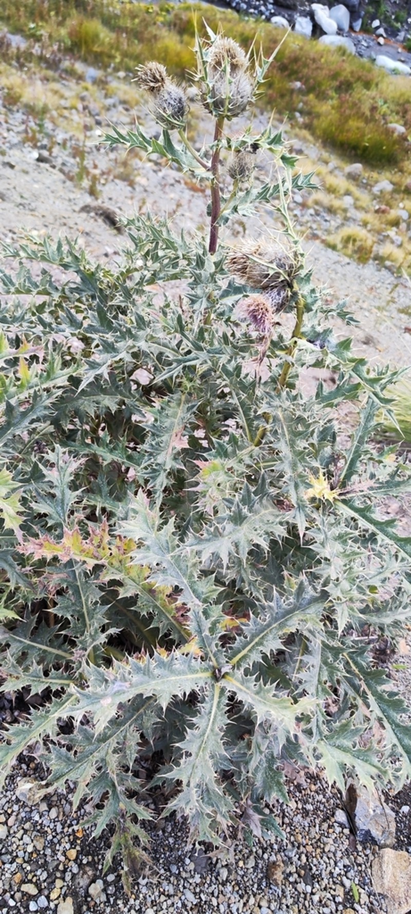 Cirsium cephalotes photo 6
