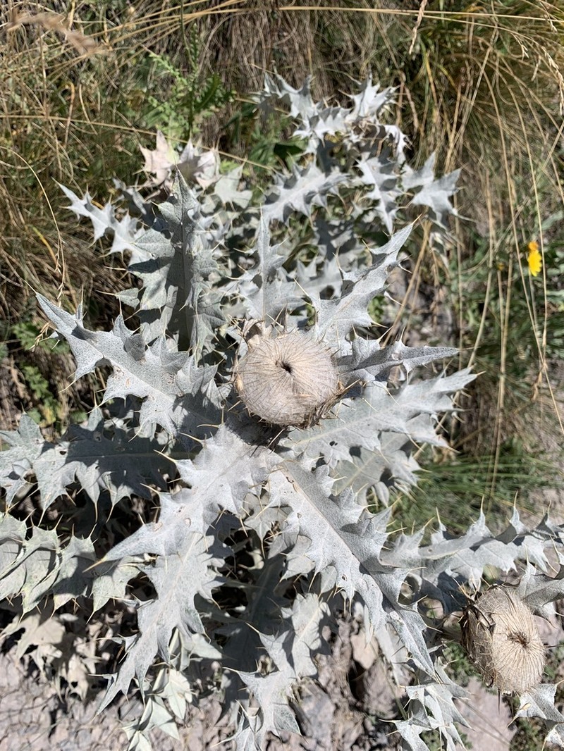 Cirsium cephalotes photo 7