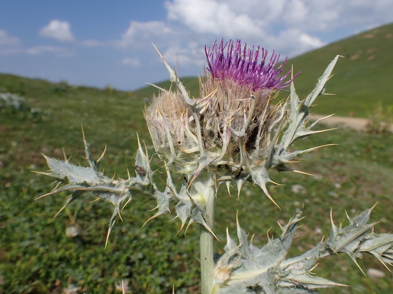 Cirsium cephalotes photo 8