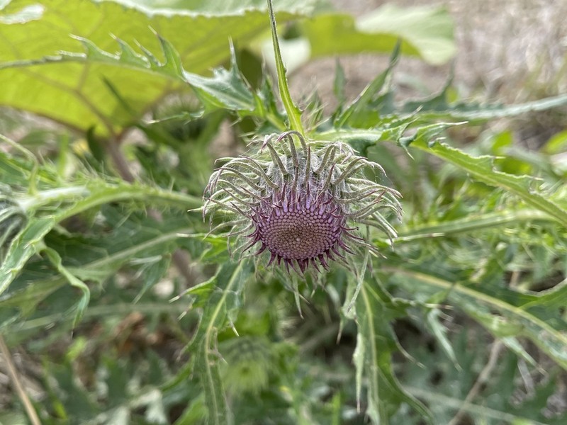 Cirsium charkeviczii photo 2