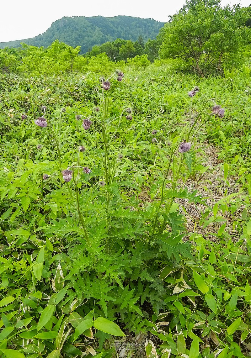 Cirsium charkeviczii photo 3