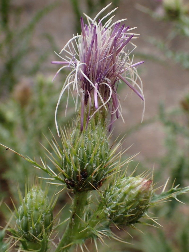 Monarch Thistle photo 2