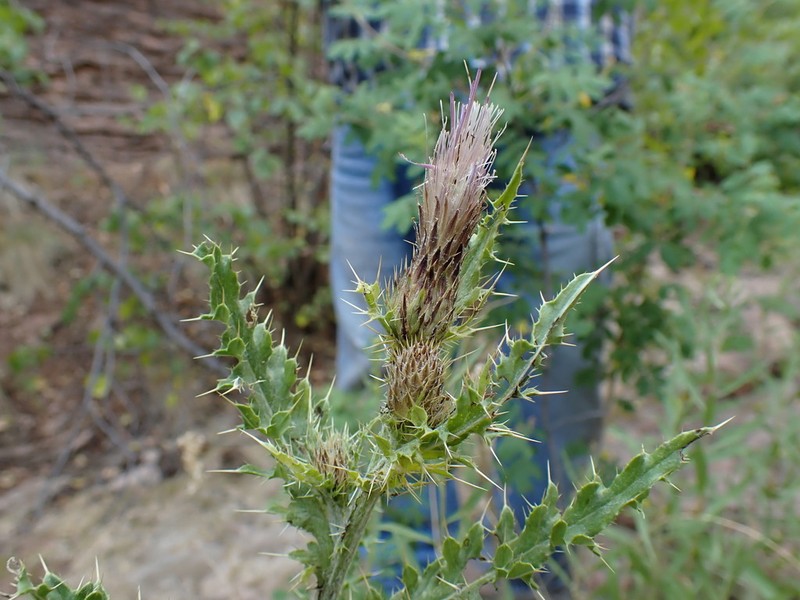Navajo Thistle
