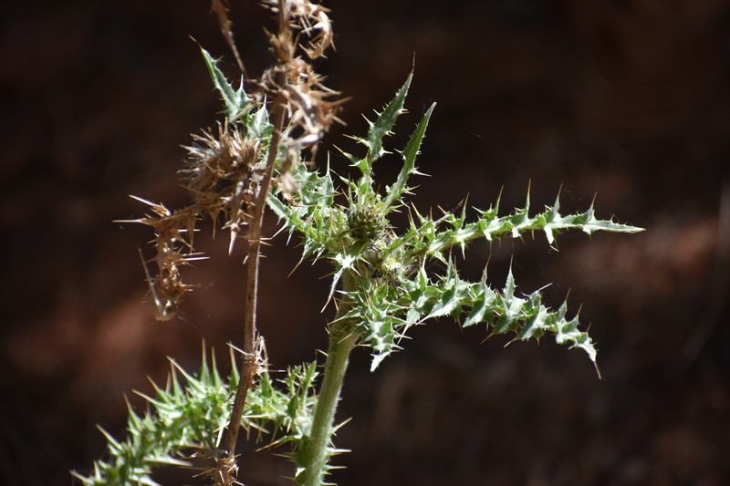 Navajo Thistle photo 7
