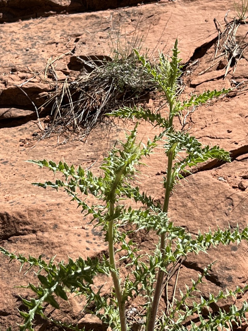 Navajo Thistle photo 8