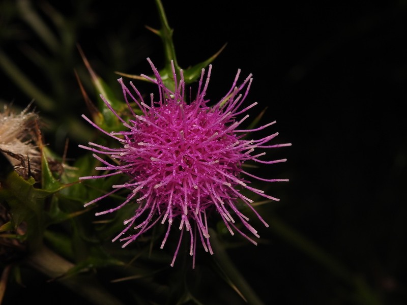 Cirsium chikushiense