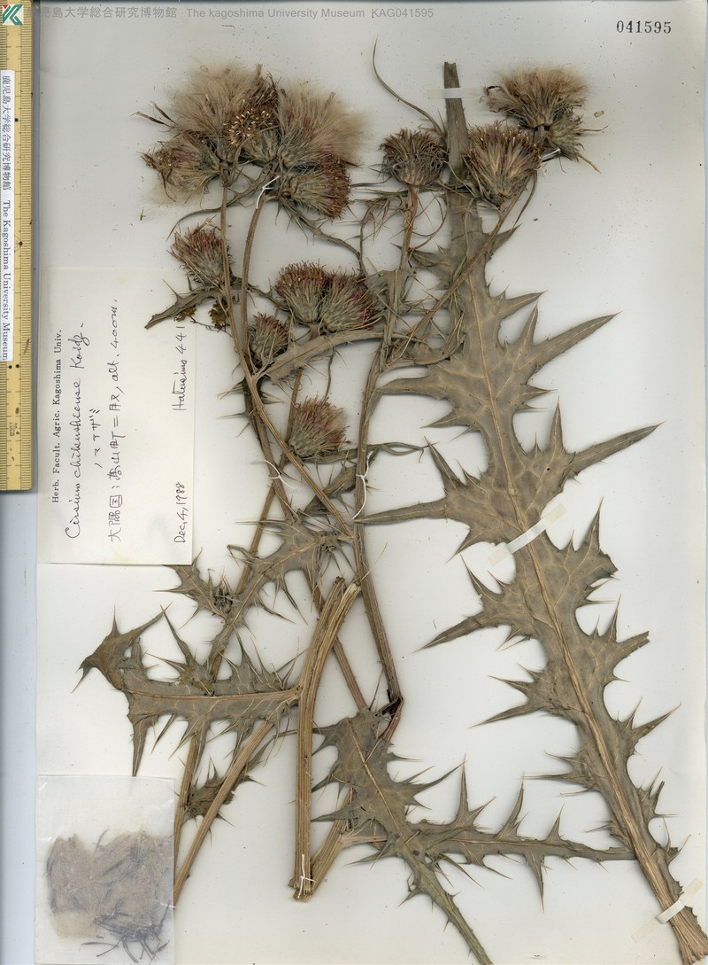 Cirsium chikushiense photo 2