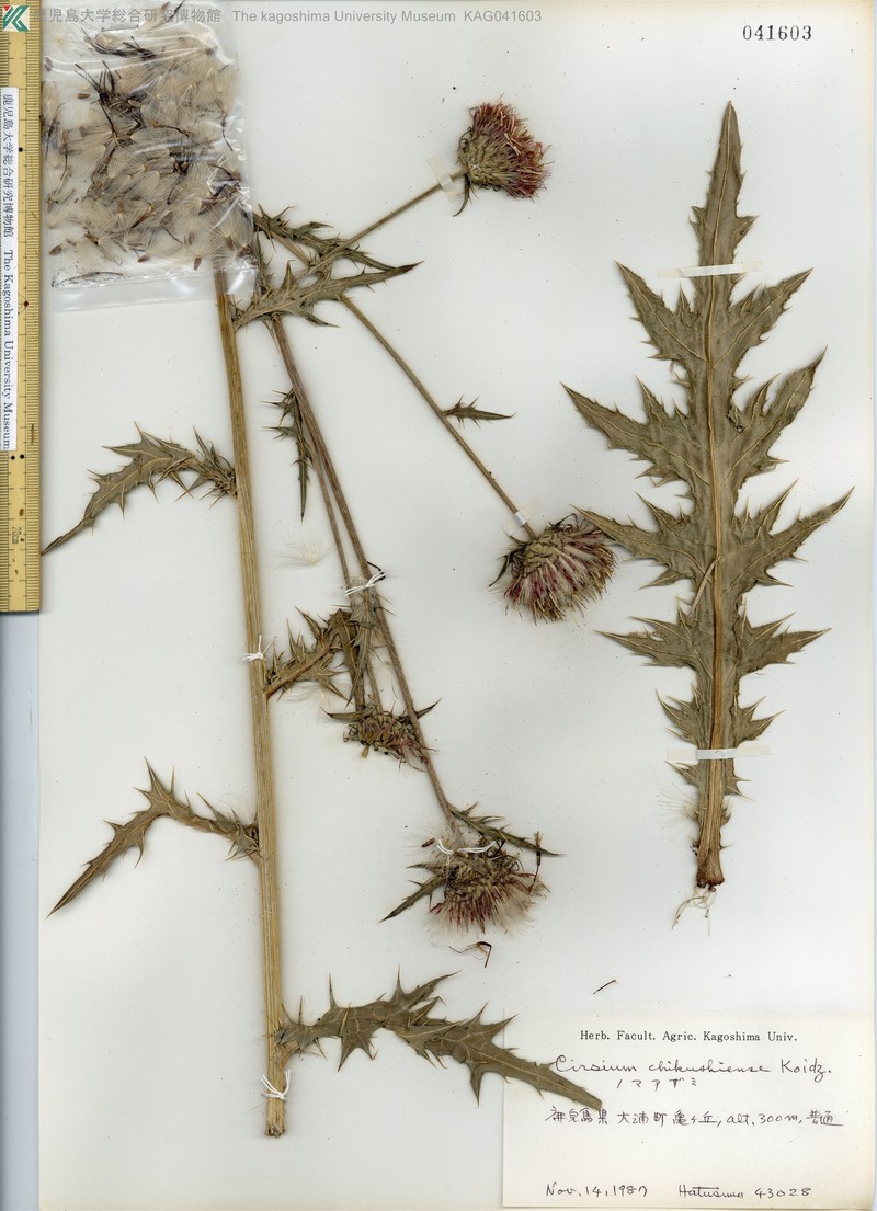 Cirsium chikushiense photo 3