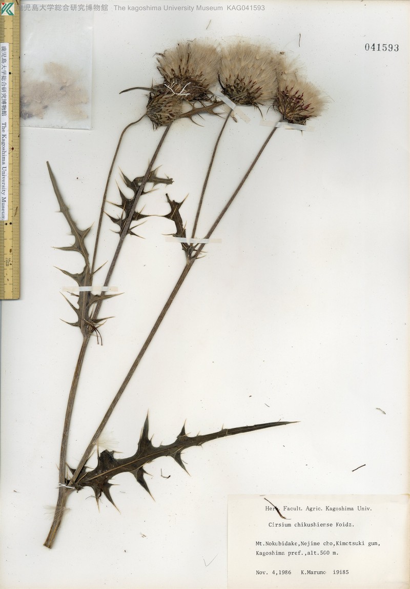 Cirsium chikushiense photo 5