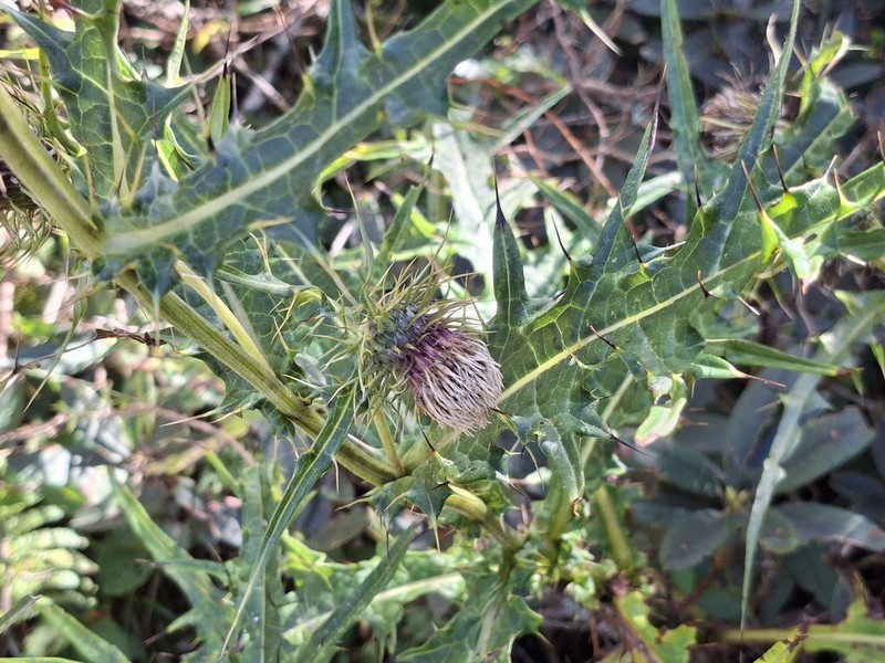 Cirsium chilaishanense