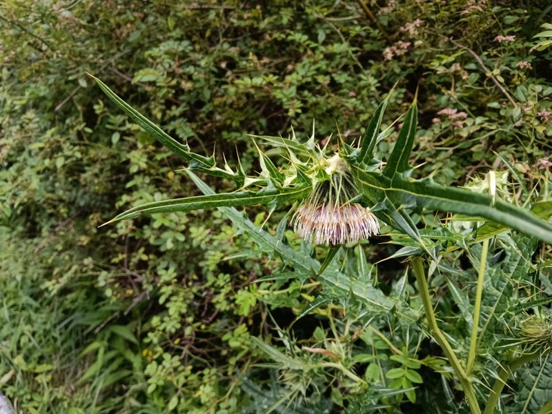 Cirsium chilaishanense photo 2
