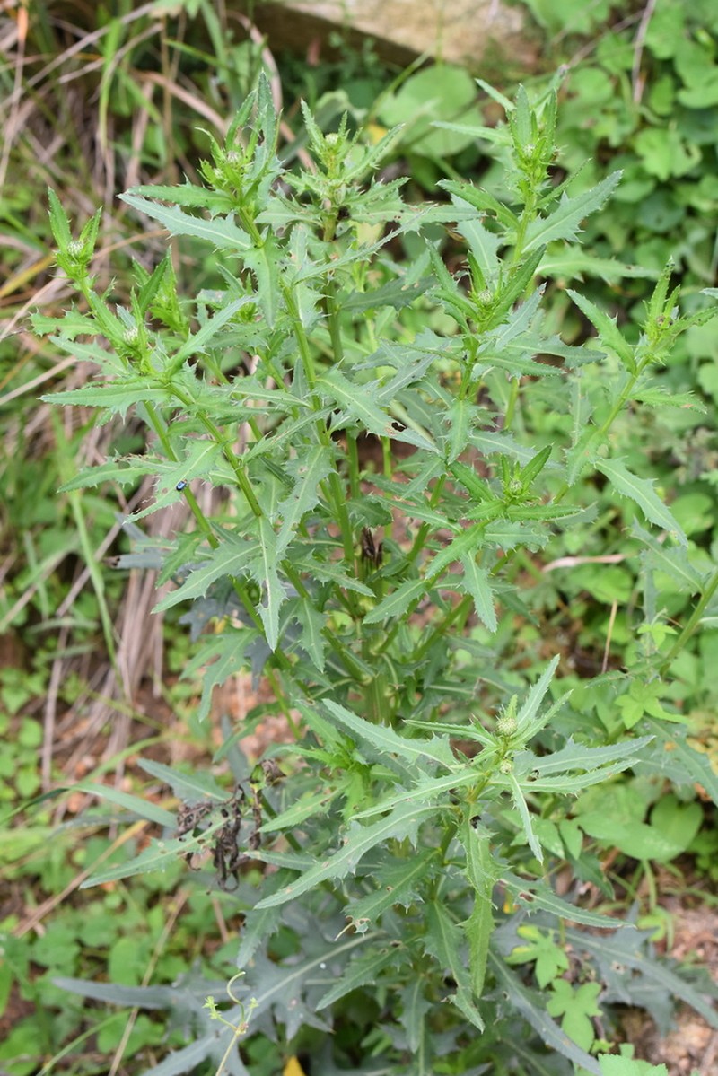 Cirsium chinense