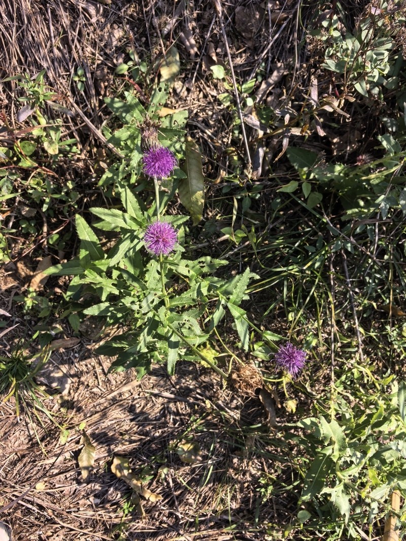 Cirsium chinense photo 2